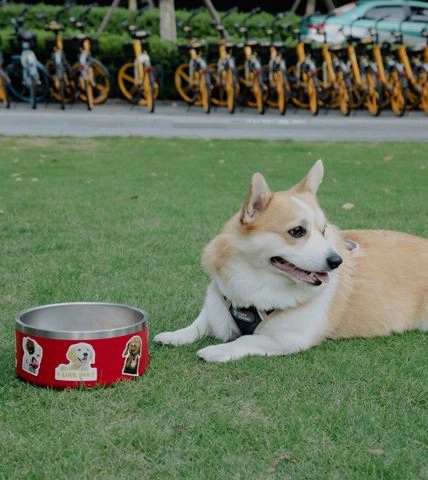 Tazón para mascotas